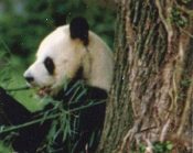 Tonga Giant Panda
