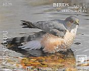 Niuafo'ou - Birds of Prey - Part 2