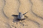 Aitutaki - Turtles of the World