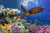 Rarotonga - Turtles of the World