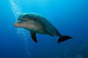 Niuafo'ou - Whales and Dolphins of the World