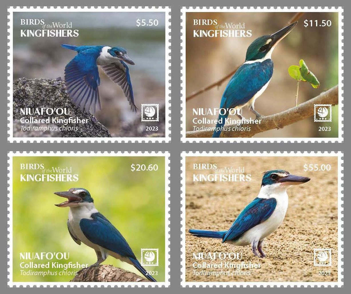 Niuafo'ou - 2023 - Birds of the World - Collared Kingfisher