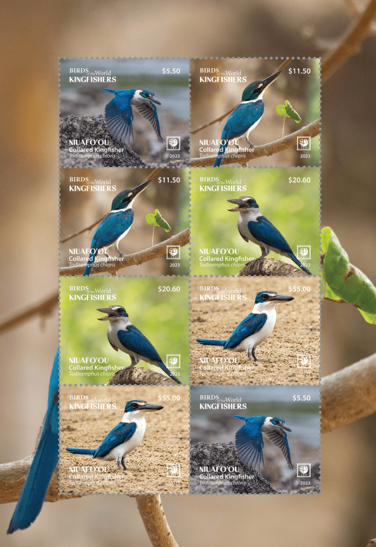 Niuafo'ou - 2023 - Birds of the World - Collared Kingfisher - Image 3