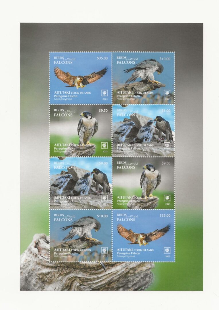 Aitutaki - 2023 - Birds of the World - Peregrine Falcon - Image 2