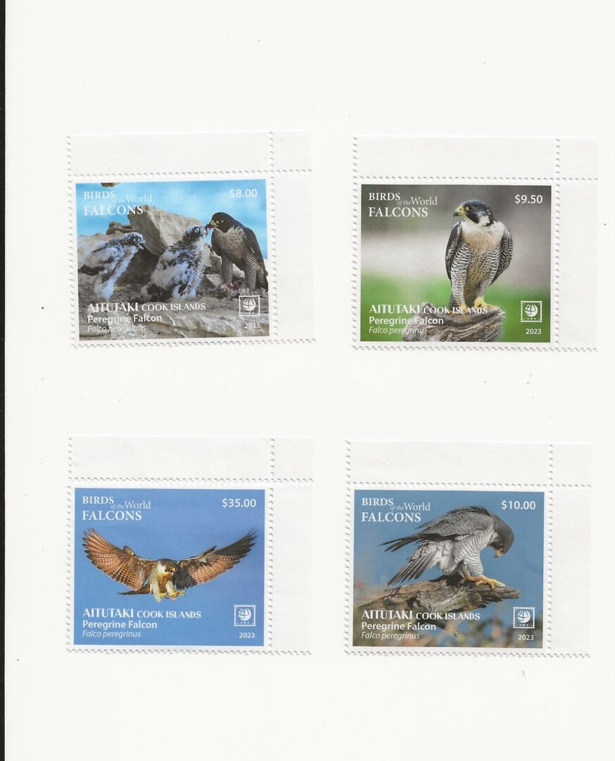 Aitutaki - 2023 - Birds of the World - Peregrine Falcon